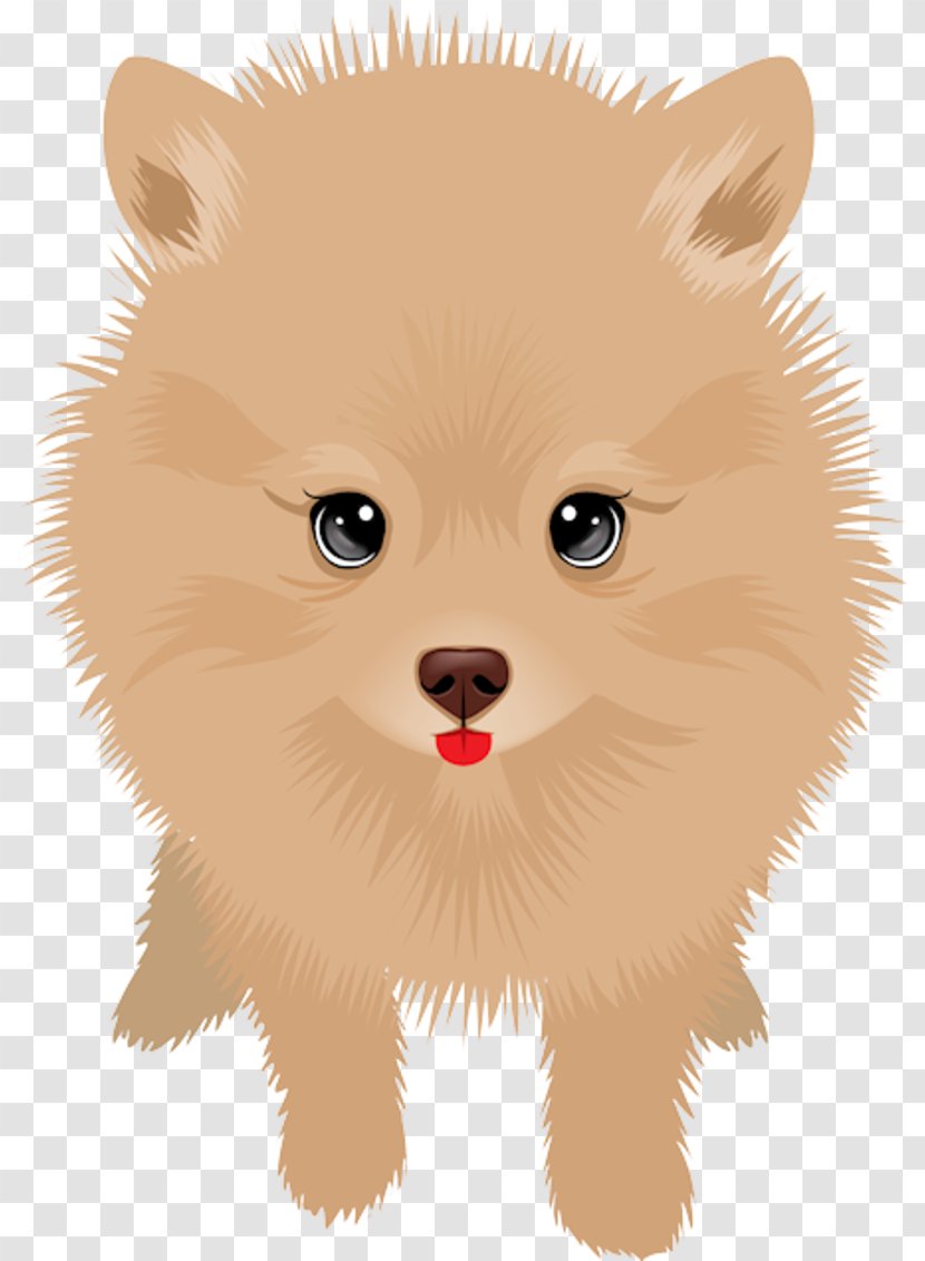 German Spitz Klein Pomeranian Mittel Puppy Finnish Transparent PNG