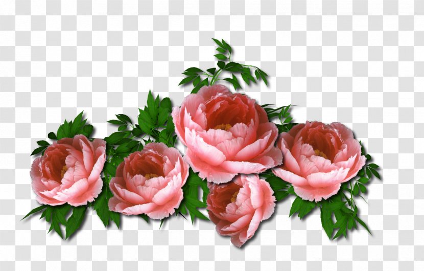 Garden Roses Cut Flowers Floristry - Peach - Chic Transparent PNG