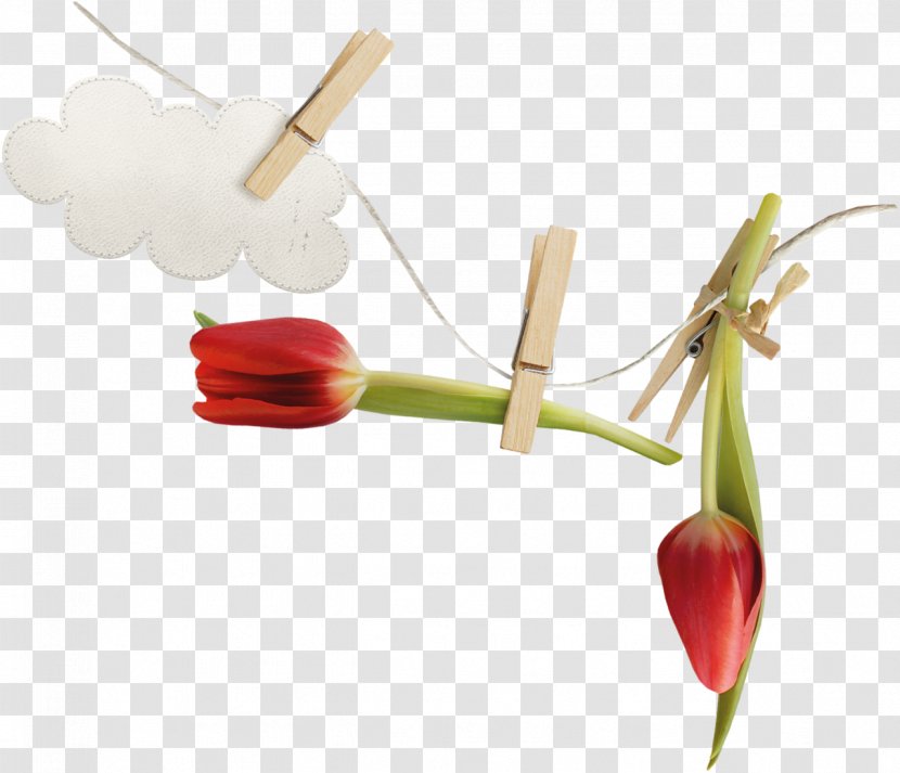 Tulip Flower Photography Blume - Designer Transparent PNG