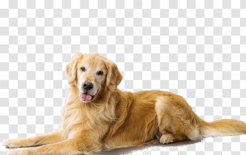 The Golden Retriever Puppy Dog Breed Companion Transparent PNG
