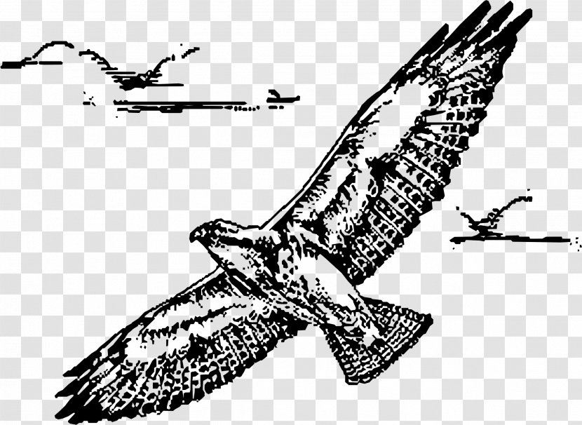 Bird Swainson's Hawk Drawing Clip Art Transparent PNG