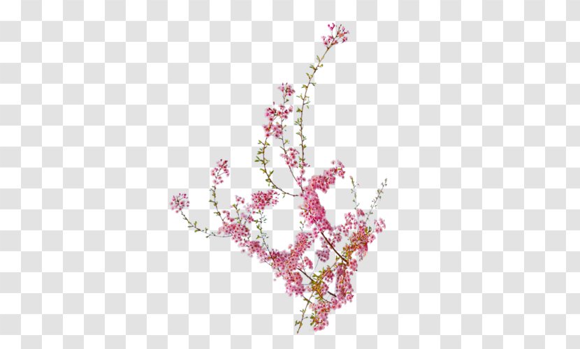 Peach Blossom - Flowering Plant Transparent PNG