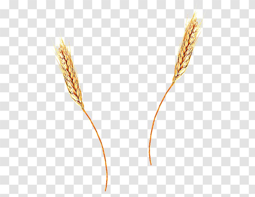 Wheat - Poales - Millet Hordeum Transparent PNG