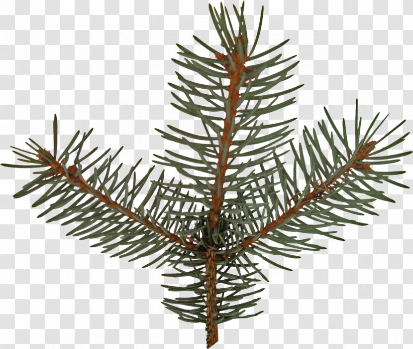 Spruce Fir Pine Larch Christmas Ornament - Tree Transparent PNG