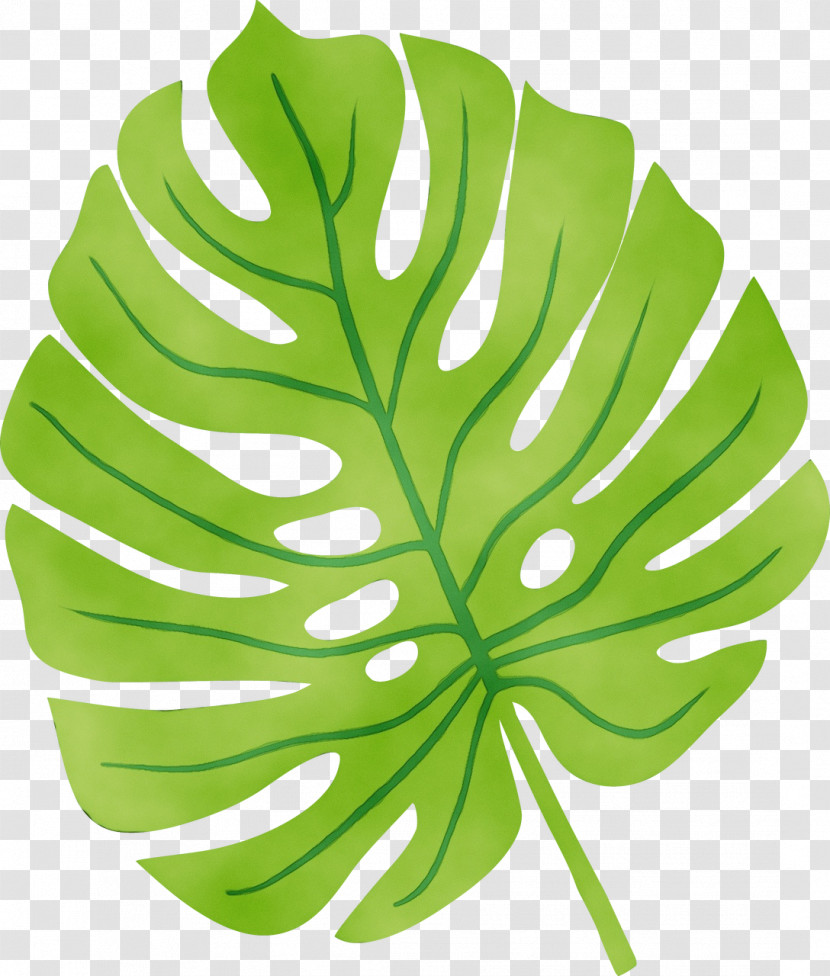 Leaf Plant Stem Green Tree Plant Transparent PNG