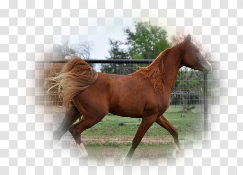 Mane Mustang Stallion Mare Bridle Transparent PNG