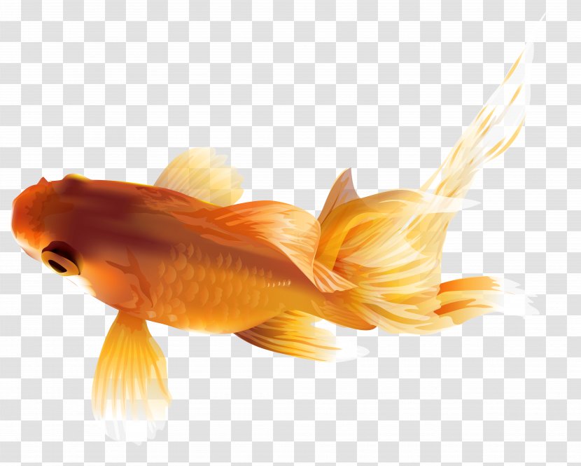Black Telescope Fish Clip Art - Goldfish - Heart Cliparts Transparent PNG