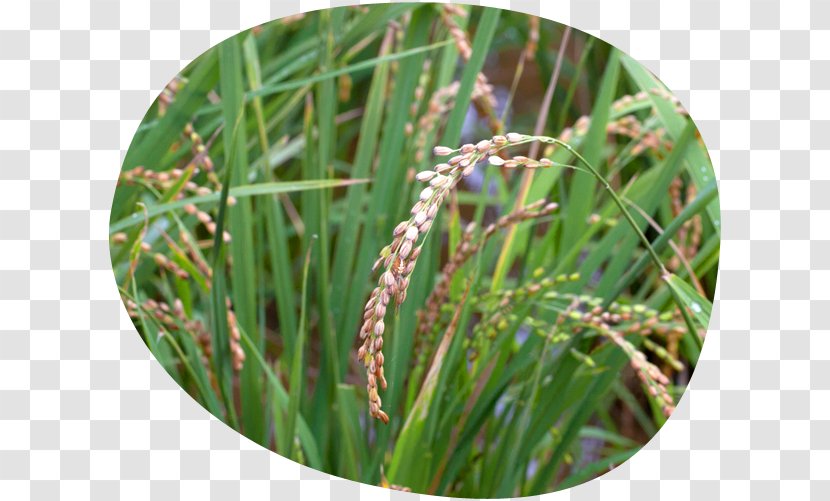 Sweet Grass Grasses Plant Stem - Family Transparent PNG