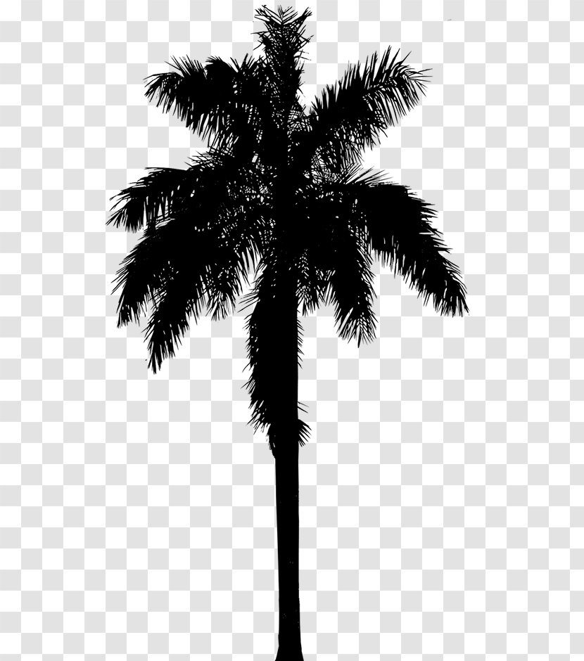 Asian Palmyra Palm Silhouette Vector Graphics Illustration - Blackandwhite Transparent PNG