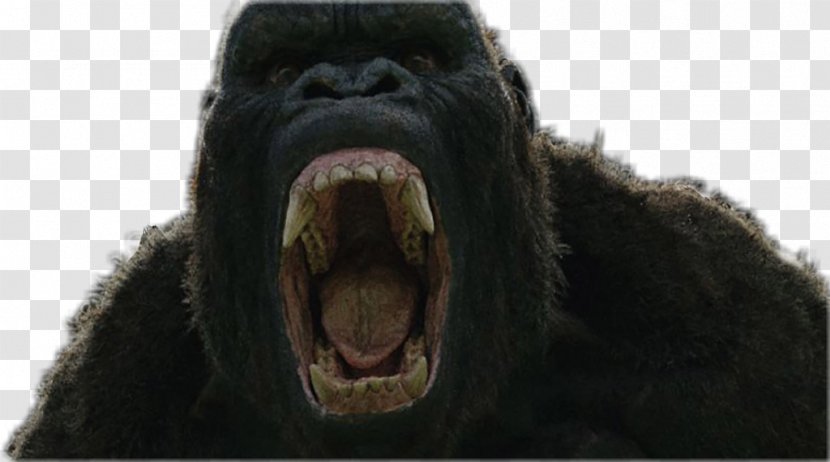 Common Chimpanzee Western Gorilla King Kong YouTube Godzilla - Snout - Youtube Transparent PNG