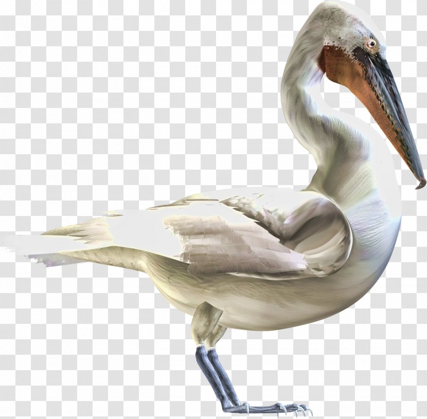 Bird Toucan - Ducks Geese And Swans Transparent PNG