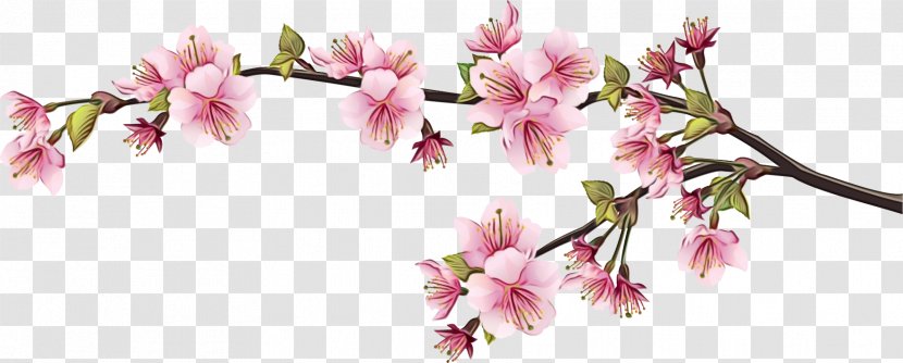 Cherry Blossom - Cut Flowers Flowering Plant Transparent PNG