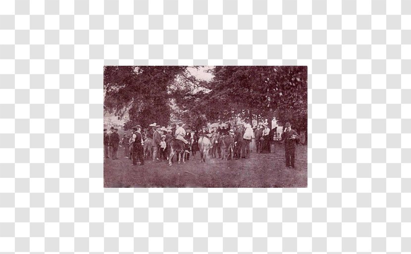 Hampstead Heath Post Cards Donkey Rides - Mail Transparent PNG