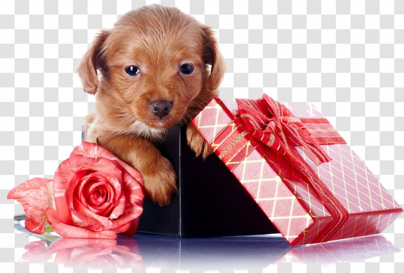 Puppy Bernese Mountain Dog Leonberger Birthday Wedding - Mammal Transparent PNG