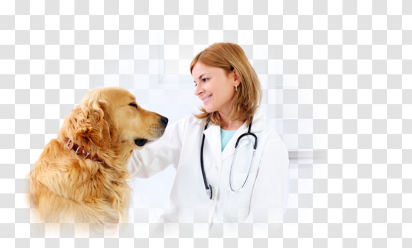 Dog Veterinarian Veterinary Medicine Cat Paraveterinary Worker - Snout Transparent PNG