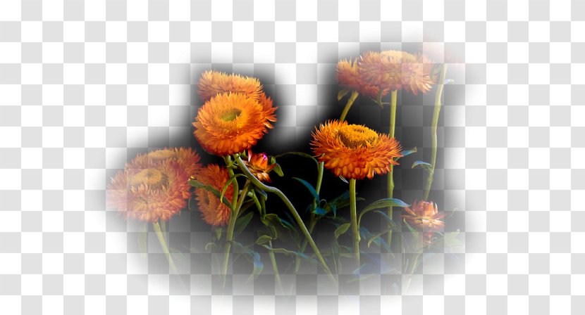 Floral Design Cut Flowers Transparent PNG