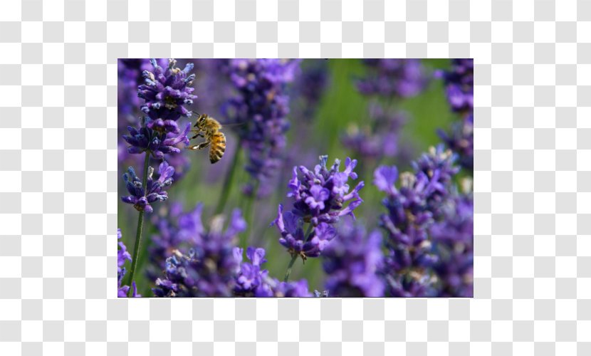 English Lavender French Honey Bee Common Sage Transparent PNG