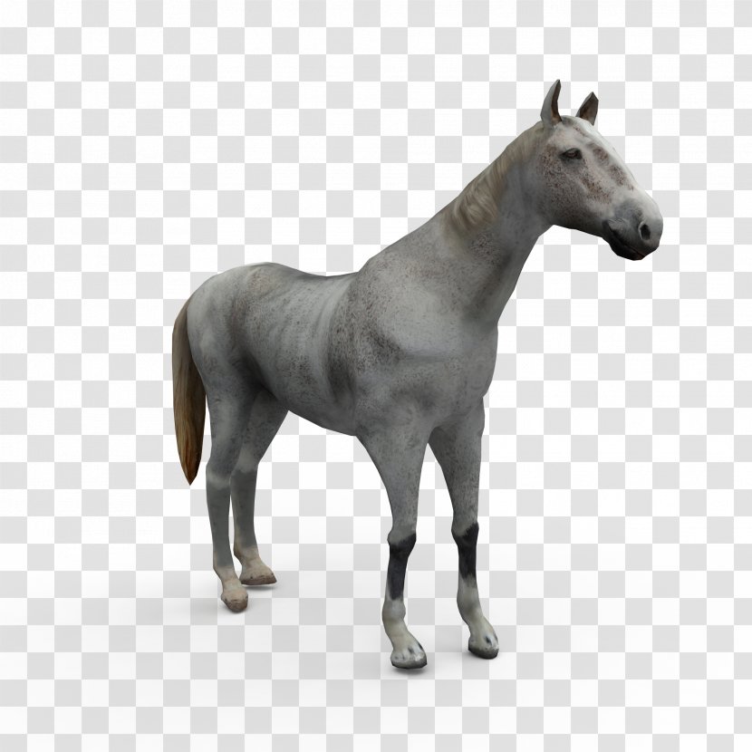 Mule Horse Stallion Pony Mare - 3d Modeling - Whitehorse Transparent PNG