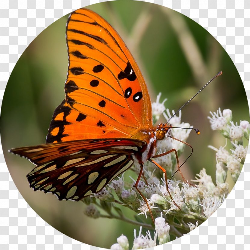 Butterfly Insect Wing Gulf Fritillary Eating - Organism - Sarah Vegetables Transparent PNG