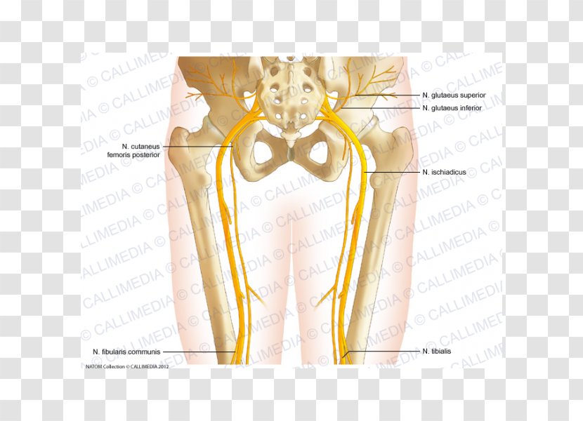 Pelvis Nerve Bone Human Anatomy - Tree - Frame Transparent PNG