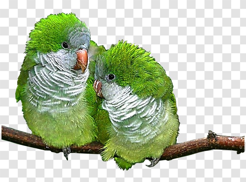 Lovebird Parrot Parakeet Animal - Migratory Birds Transparent PNG