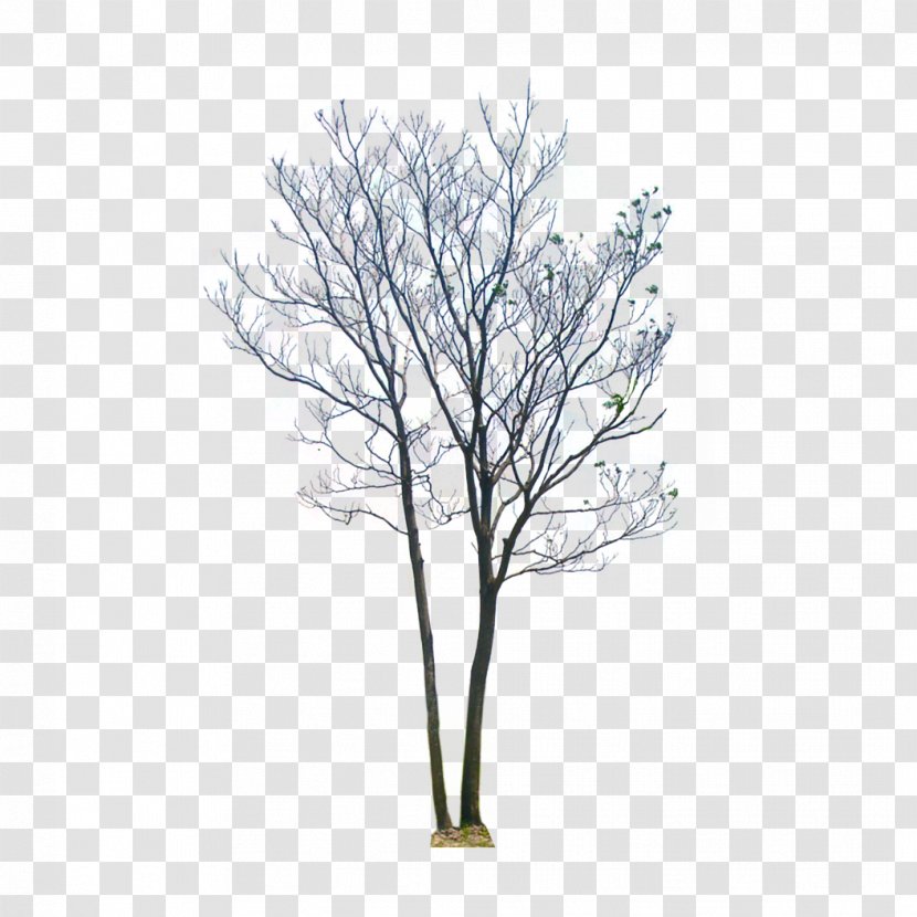 Stock Photography Royalty-free Royalty Payment Image - Tree Transparent Background Color Transparent PNG