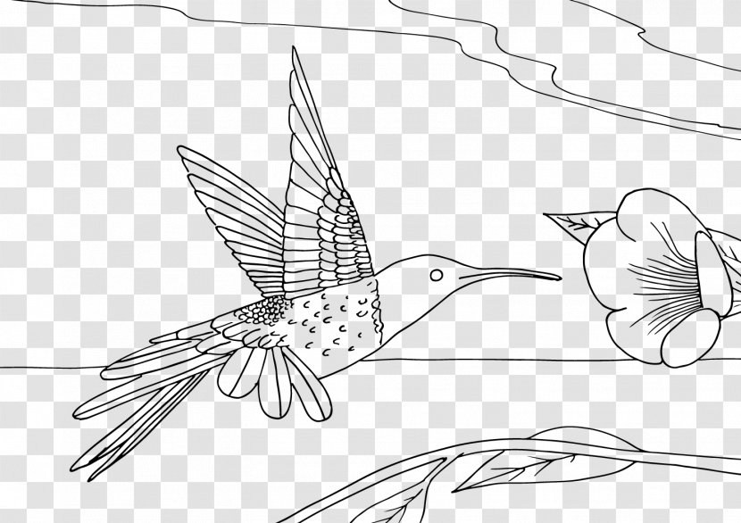Hummingbird Coloring Book Drawing Line Art - Neck - Golondrinas Transparent PNG