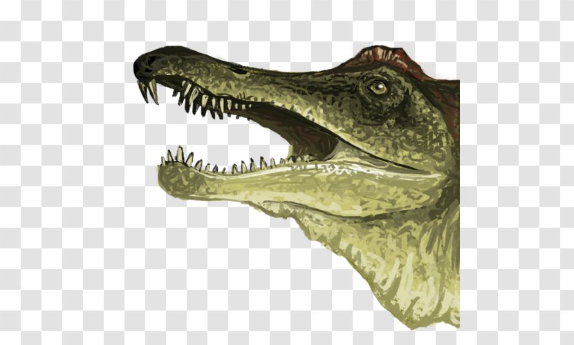 Nile Crocodile Alligator Velociraptor Tyrannosaurus - Crocodilia Transparent PNG