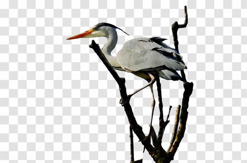 White Stork Ibis Stork Beak Zhiyun Gmb-b135 Transparent PNG
