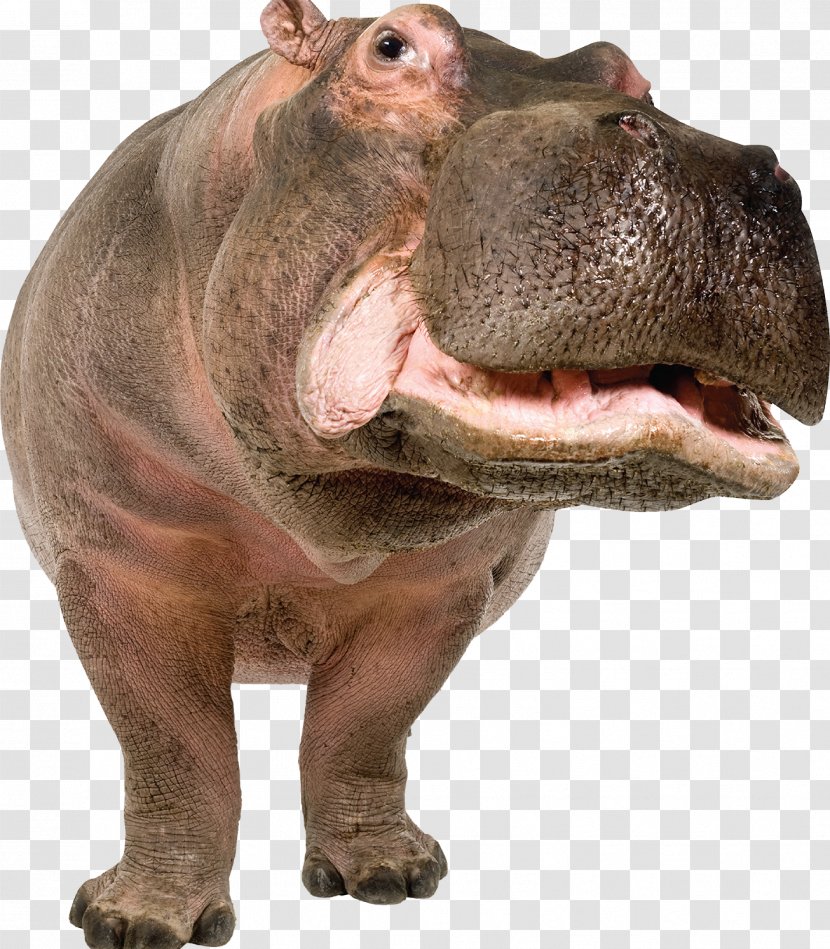 Pygmy Hippopotamus Stock Photography Gorgops Illustration - Hippo Transparent PNG