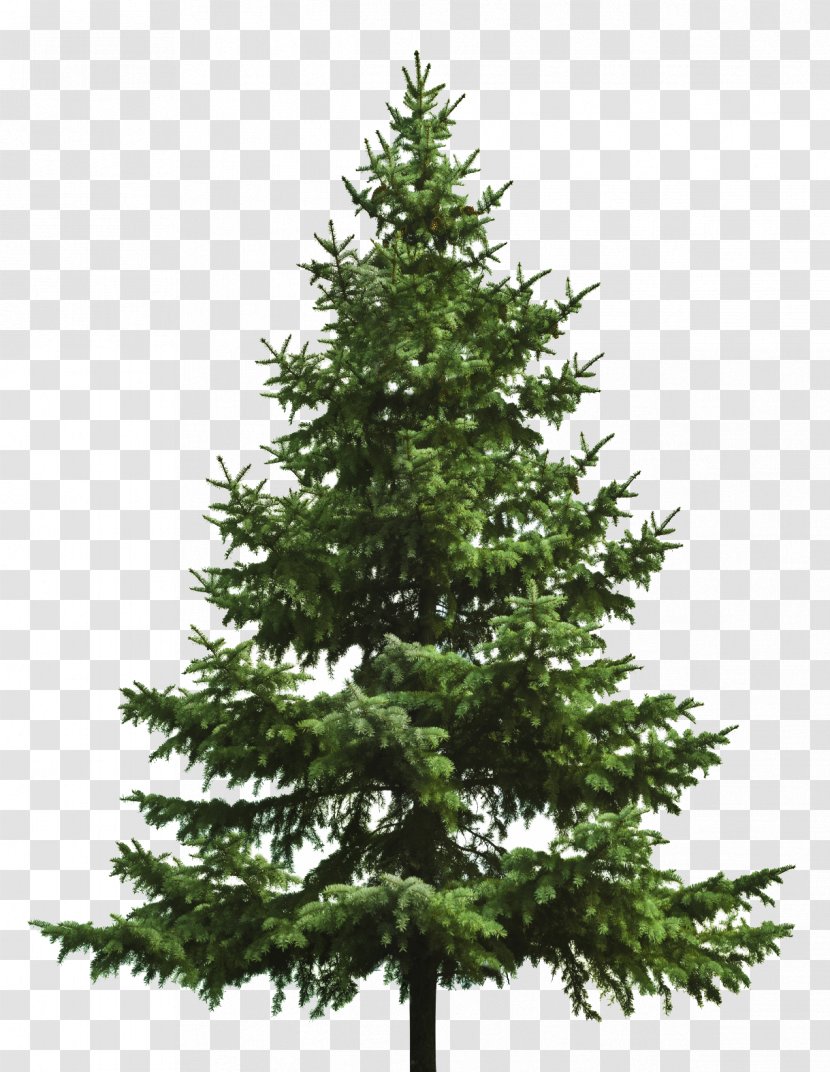 Christmas Tree Fir - Ornament - Pine Cone Transparent PNG