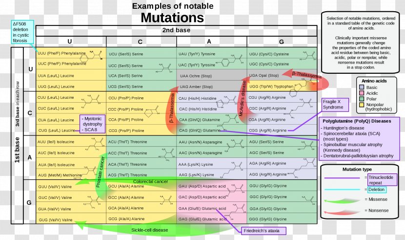 Nonsense Mutation Genetic Code Point Codon - Material - Missense Transparent PNG
