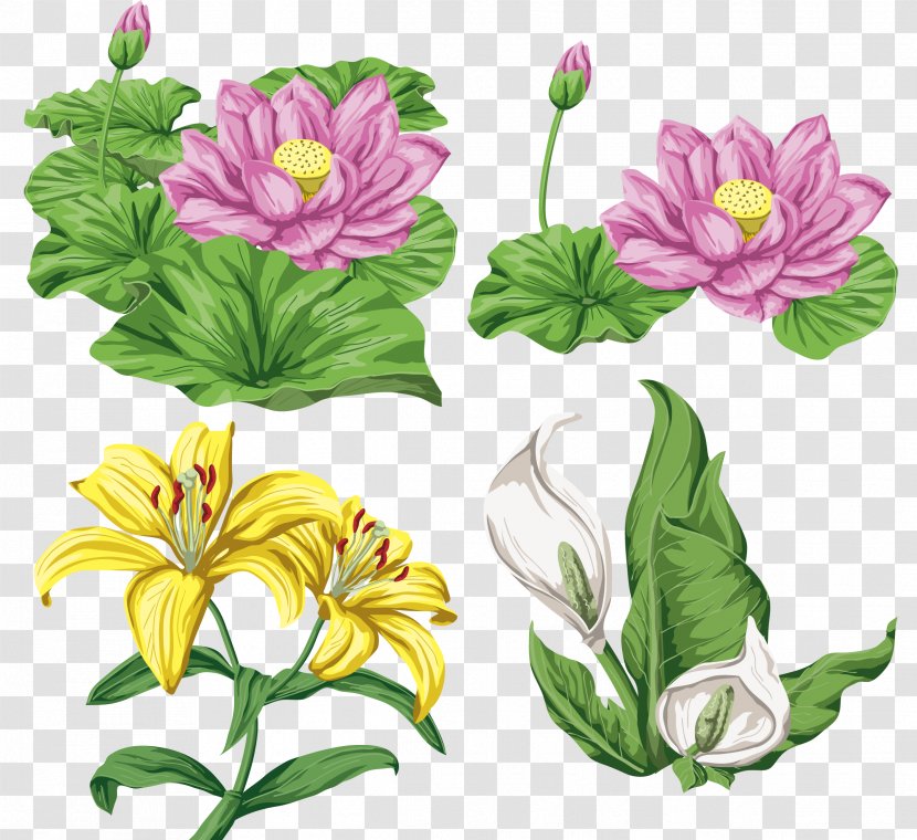 Lilium Flower - Flowering Plant - Lotus Transparent PNG