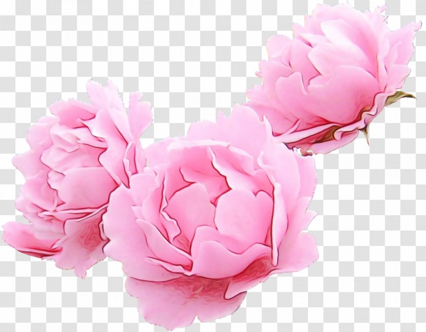 Rose - Watercolor - Flowering Plant Transparent PNG