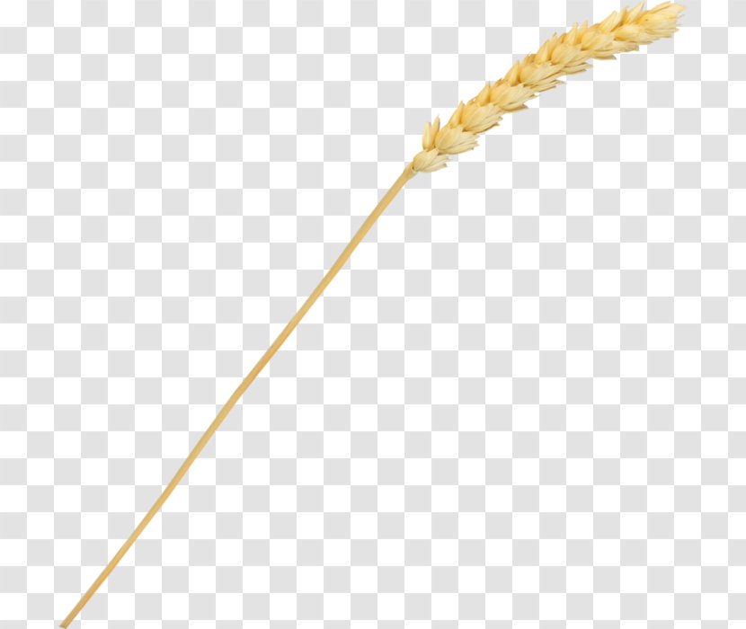 Grasses Line Cereal Grain Food - Family Transparent PNG