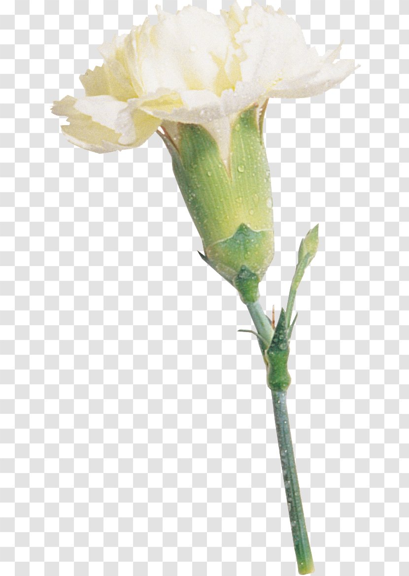 Blue Rose Carnation Cut Flowers - Petal Transparent PNG