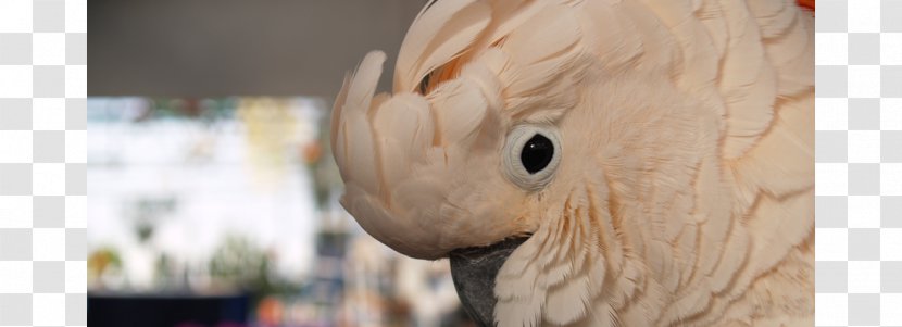 Cockatiel Lovebird Parakeet Macaw Cockatoo - Parrot - Gucci Slides Transparent PNG