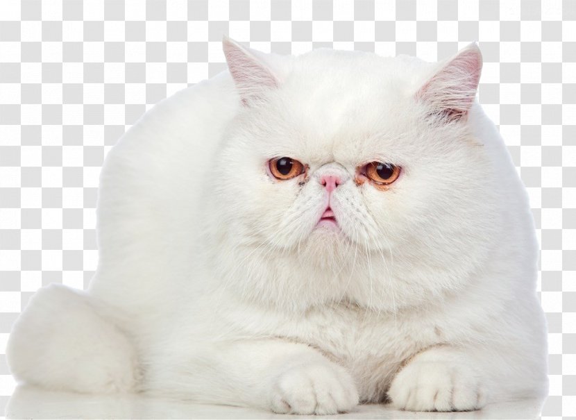 Exotic Shorthair British Cornish Rex Ragdoll Stock Photography - Persian - White Cat Transparent PNG