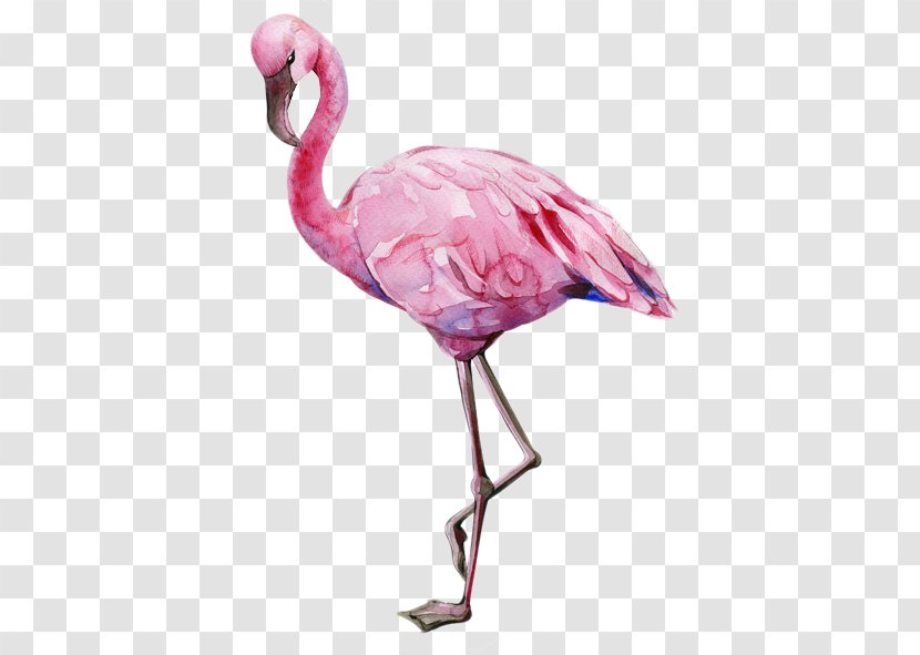 Royalty-free Flamingo - Water Bird Transparent PNG
