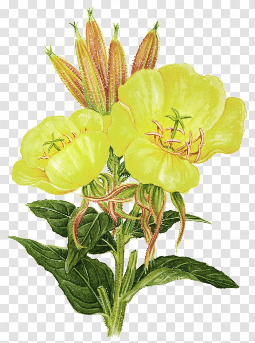 Flower Plant Common Evening-primrose Essential Fatty Acid Herb - Oil - Herbs Transparent PNG