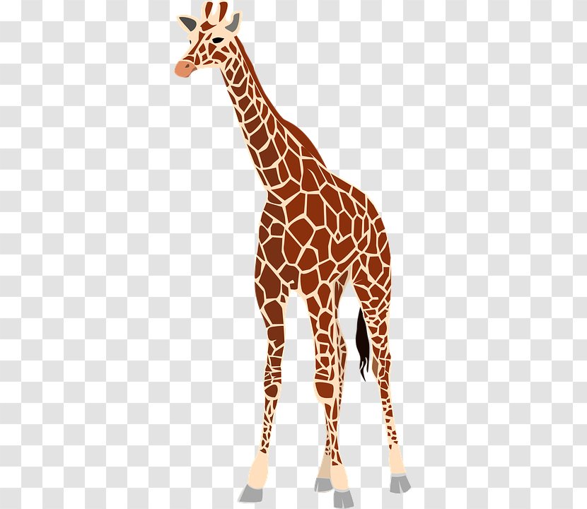 Baby Giraffes Drawing Clip Art - Giraffids - Giraffehd Transparent PNG