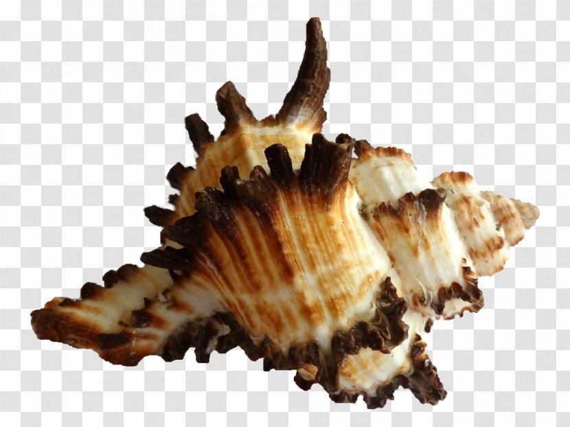 Clam Cockle Seashell Sea Snail Caracola - Ocean - Mar Transparent PNG