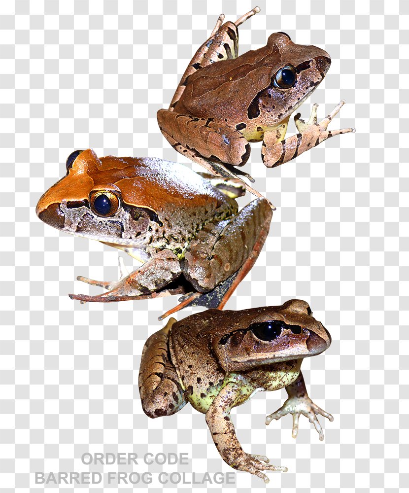 Toad True Frog Tree Reptile Transparent PNG