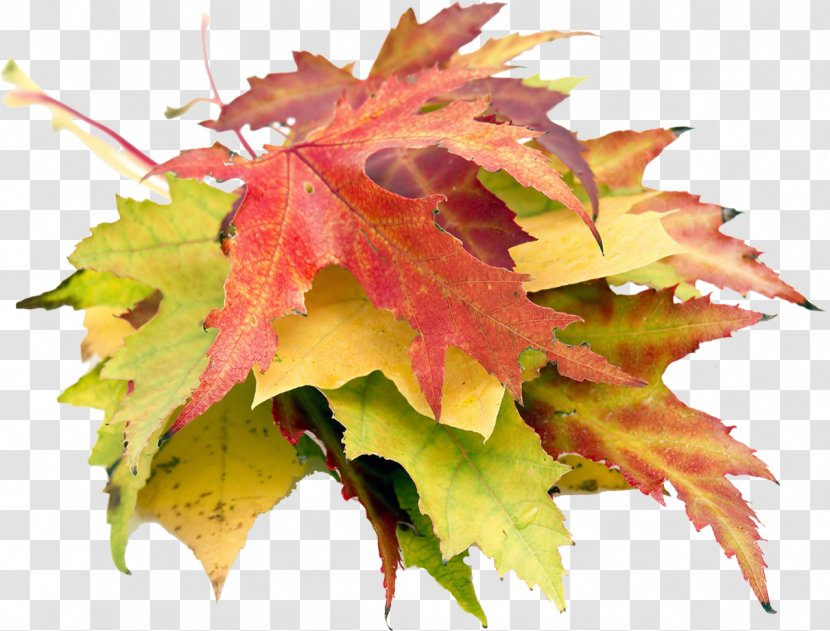Autumn Maple Leaf Photography - Plant - Leaves Transparent PNG