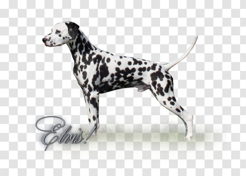 Dalmatian Dog Breed Non-sporting Group - Dalmation Transparent PNG