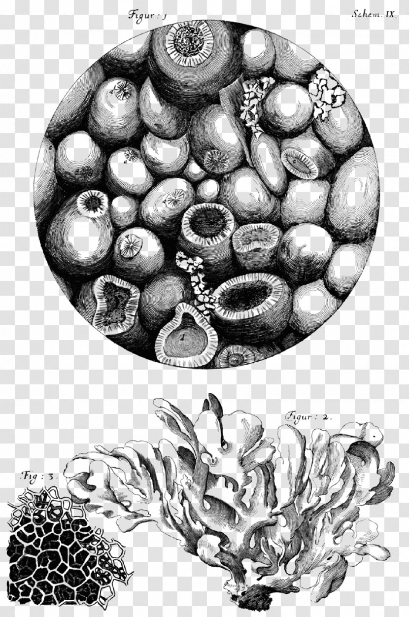 Micrographia Microscope Cell Botanical Illustration Discovery - History Transparent PNG