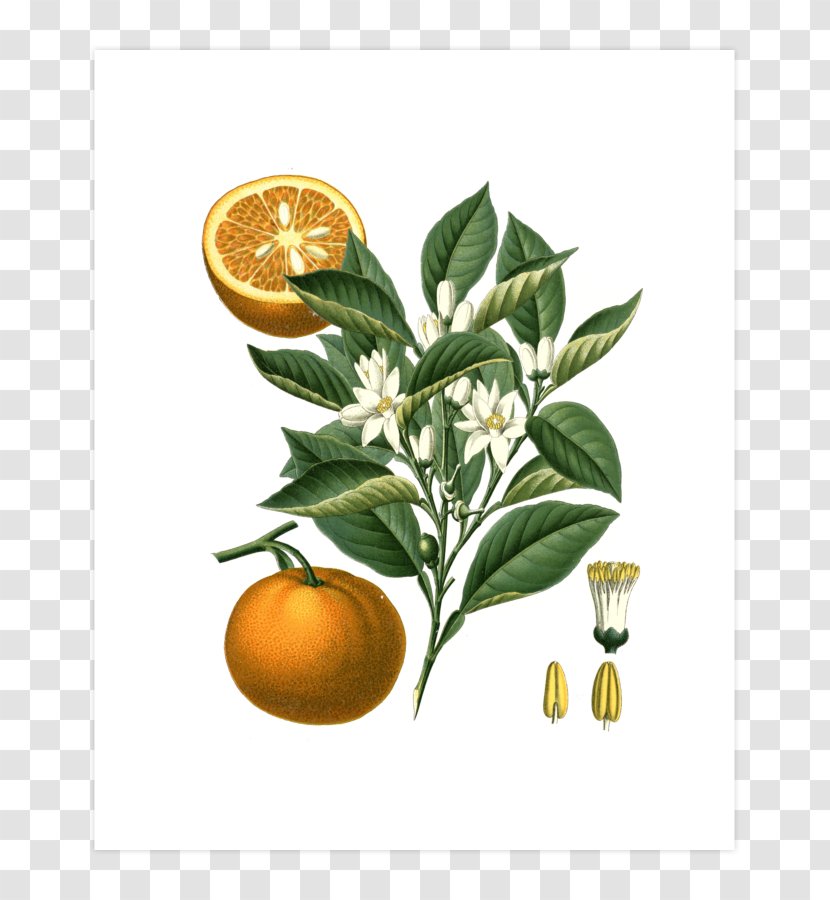 Bitter Orange Citrus × Sinensis Botany Illustration - Printmaking Transparent PNG