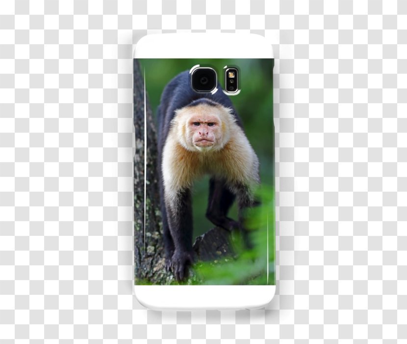 Macaque White-headed Capuchin New World Monkeys Primate - Old Monkey Transparent PNG