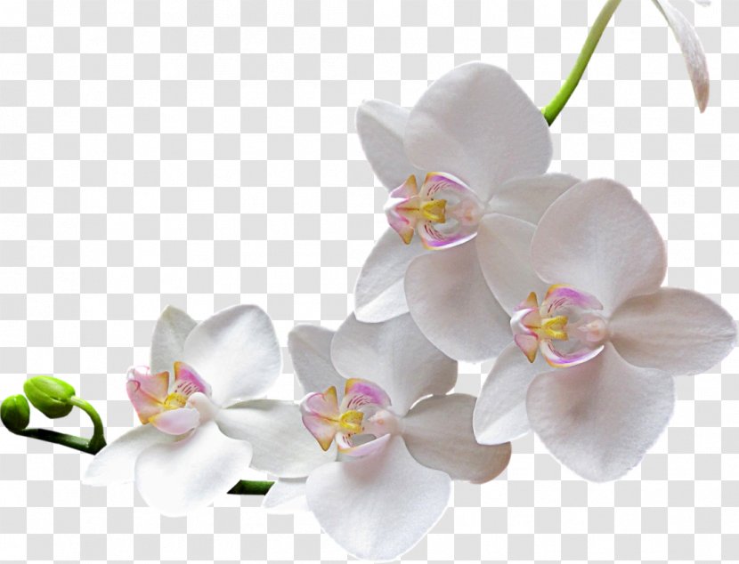 Flower Clip Art - Orchid Transparent PNG