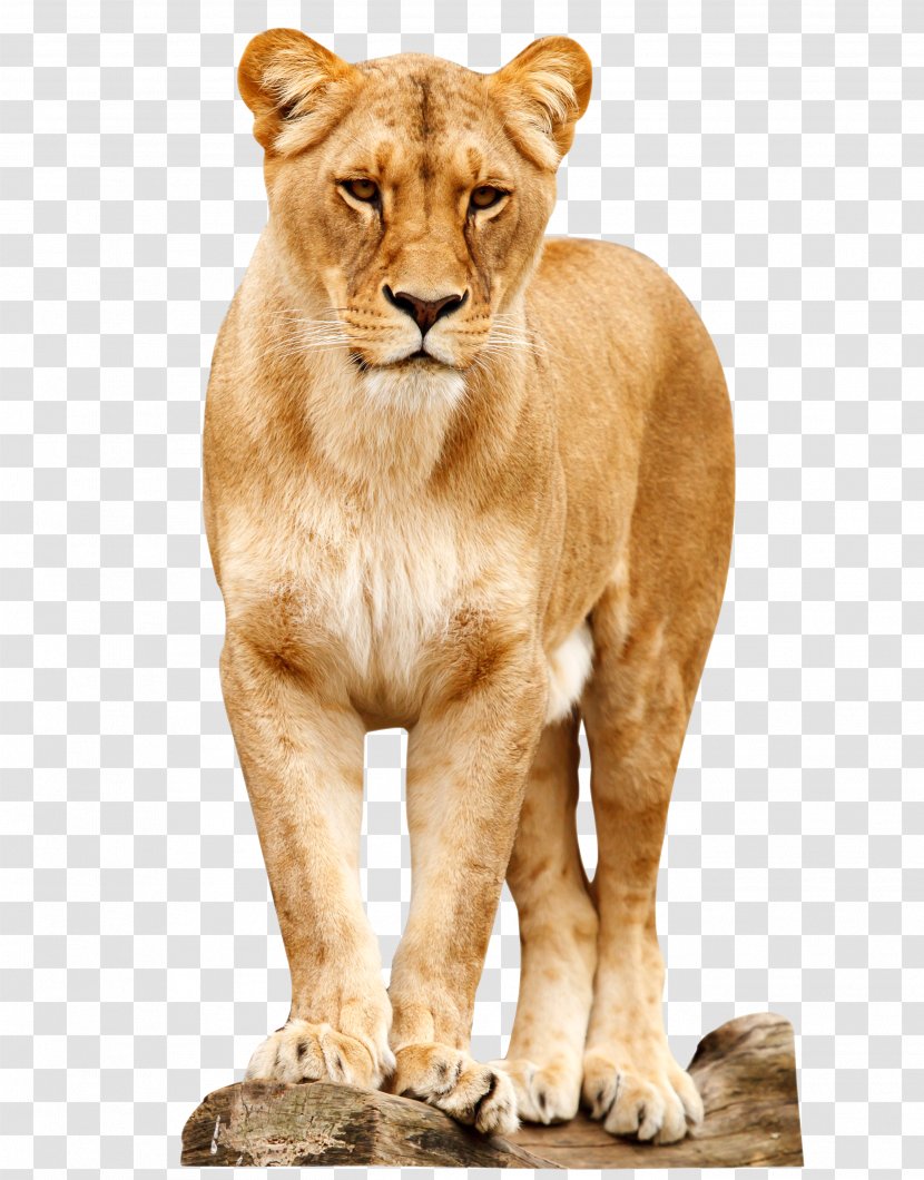 Lion Africa Cat Felidae Tiger - Fauna Transparent PNG